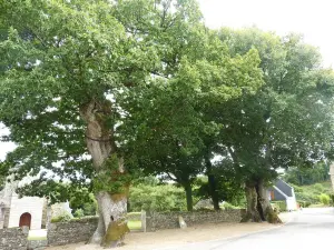 Oaks classified remarkable trees