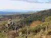 Wald und Natur umgeben das Dorf