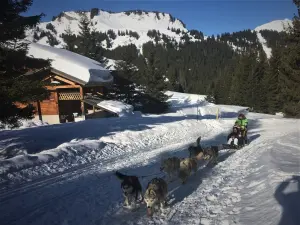 Dog sleds track