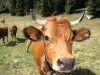 Tarine cows at Pussy