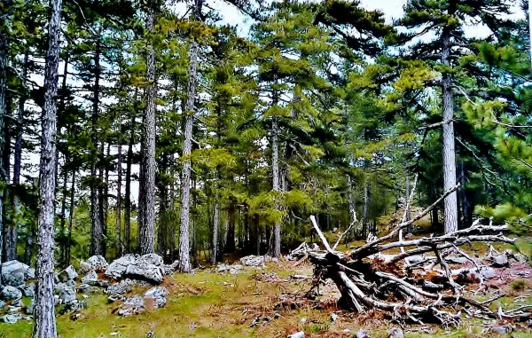 Pass von Bavella - Naturstätte in Quenza