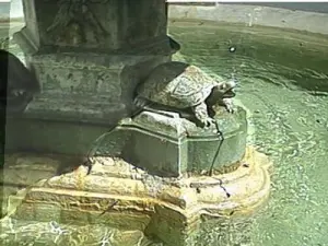 Détail de la fontaine place de la Paix