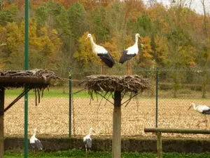 Stork behuizing