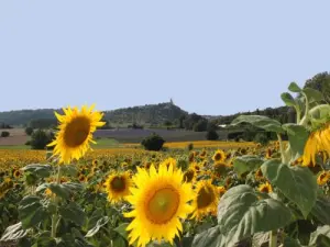 Reillanne, campos de lavanda y girasoles...