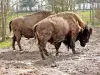 Animal park - American bison (© Jean Espirat)