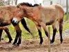 Animal park - Prewalski horses (© Jean Espirat)