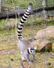 Lemur Catta - (© Jean Espirat)