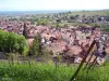 Ribeauvillé seen from GR 5