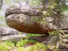 Taennchel - 爬虫類の口