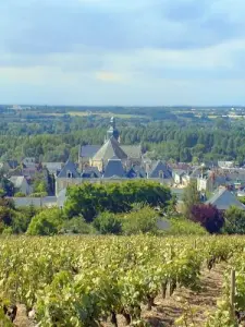 Wijngaarden van de Coteaux du Layon