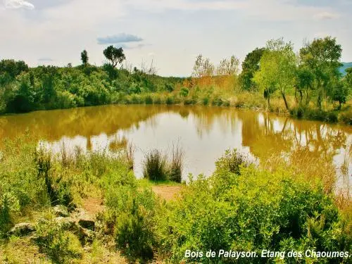 Roquebrune-sur-Argens - Étang des Chaoumes - Bois de Palayson (© Jean Espirat)