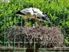 Cegonha mãe vigia a sua cria - Parc de Rouffach (© J.E)
