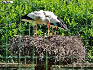 Mother stork watches over her chick - Rouffach Park (© J.E)