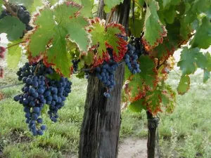 Vineyard Ruch