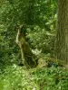 Wald von Rumignon - Naturstätte in Saint-Aubin-du-Cormier