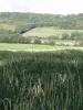Au bout d'un champ de blé