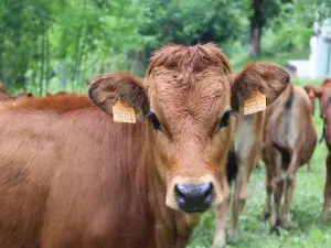 Dairy Cattle - The Tarine