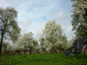 Blühende Birnbäume und alten Riesen
