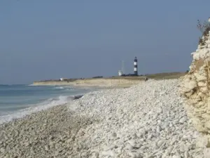 野生の海岸