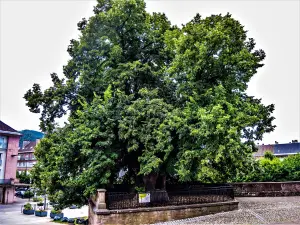 大聖堂の菩提樹 - 樹齢 700 年 (© JE)