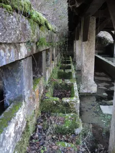 Bacs prévus pour baigner la tête des fous - Lavoir du Val (© J.E)