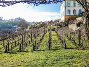 Le petit vignoble de Saint-Dizier-l'Évêque (© J.E)