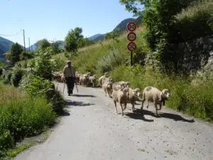 Transhumance - Tinée Valley