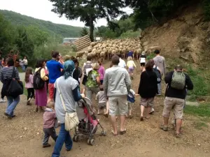 zu Besuchen einer Schaffarm