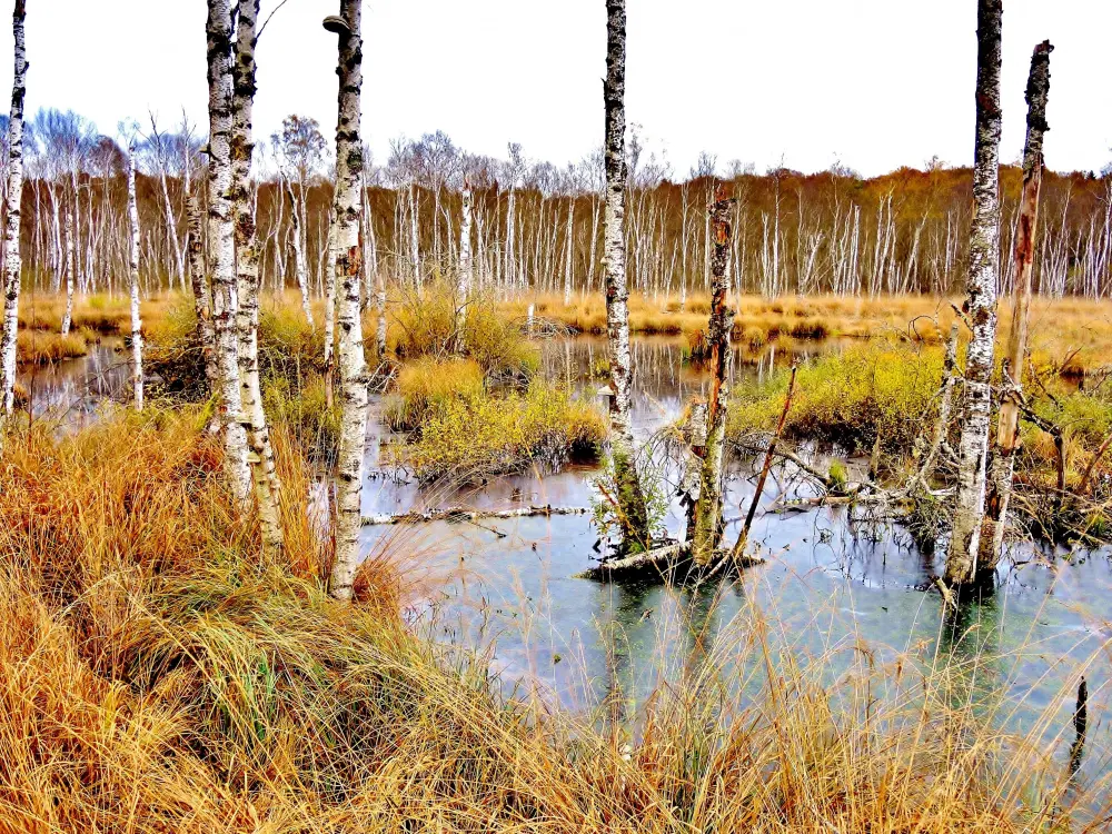 Photos Réserve naturelle de la Tourbière de la Grande Pile Site naturel à SaintGermain Photos Réserve naturelle de la Tourbière de la Grande Pile Site naturel à SaintGermain