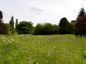 Engelse tuin van het nationale domein