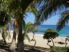 Sea, sun, sand and coconut palms