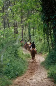 passeggiata a cavallo nella foresta