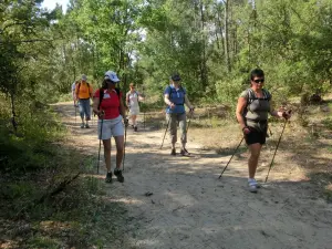 Nordic Walking im Wald