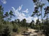 Pine forest, bike path