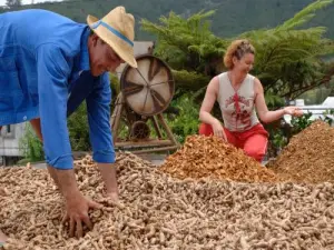 Essiccazione e lavorazione della curcuma a La Plaine des Grègues