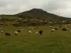 Das Land der Schafe ...