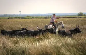 Manadier with his bulls