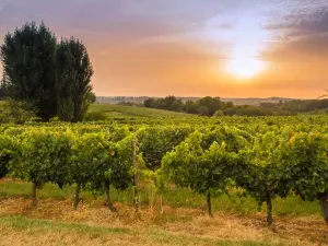 Viñedo Côtes de Bordeaux Saint-Macaire