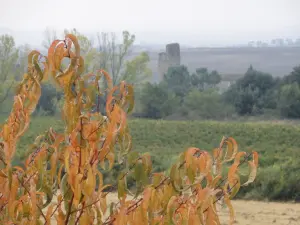 Saint-Martin-le-Vieil - ​​Herbst