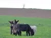 Martinese donkeys