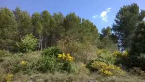 Genets, thyme, in April