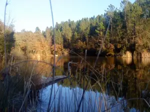 Le lac du Rioutard