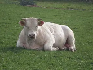 een Charolais