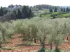 Paisaje de los Alpilles