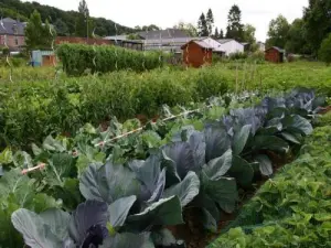 Dans les jardins ouvriers et familiaux (© MB)