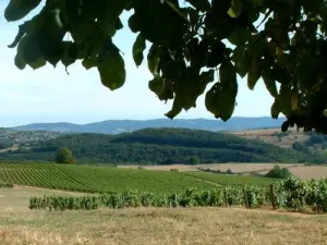 Vineyards Saint-Vérand