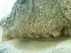De site van fossiele oesters