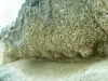 化石牡蠣のサイト