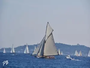 Regatta - The Sails of Saint-Tropez