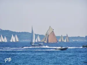 Regatta - The Sails of Saint-Tropez